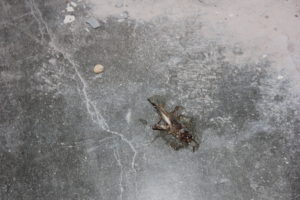 A squished cricket lies on the second floor patio. Photo by: KAREN SHILYAN