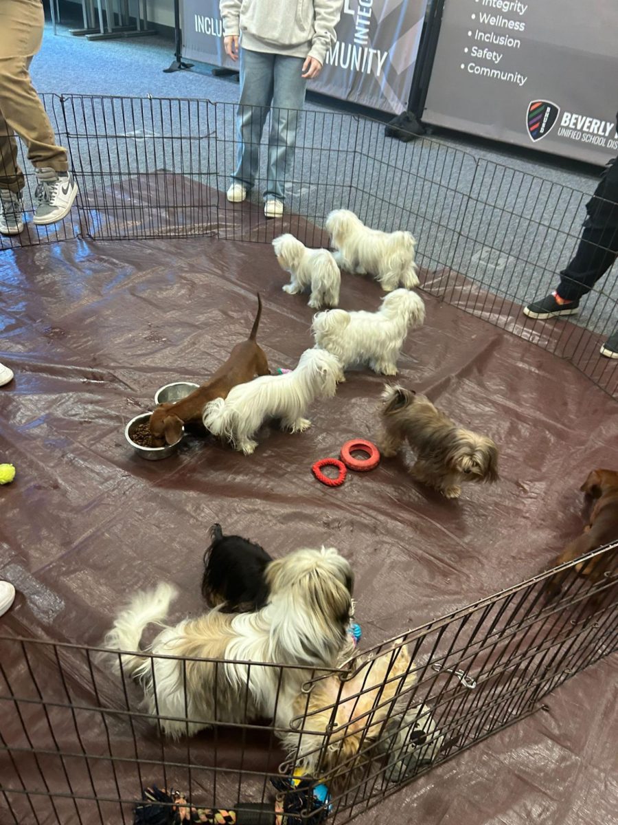Cute puppies run around and wait for students to play with them.
